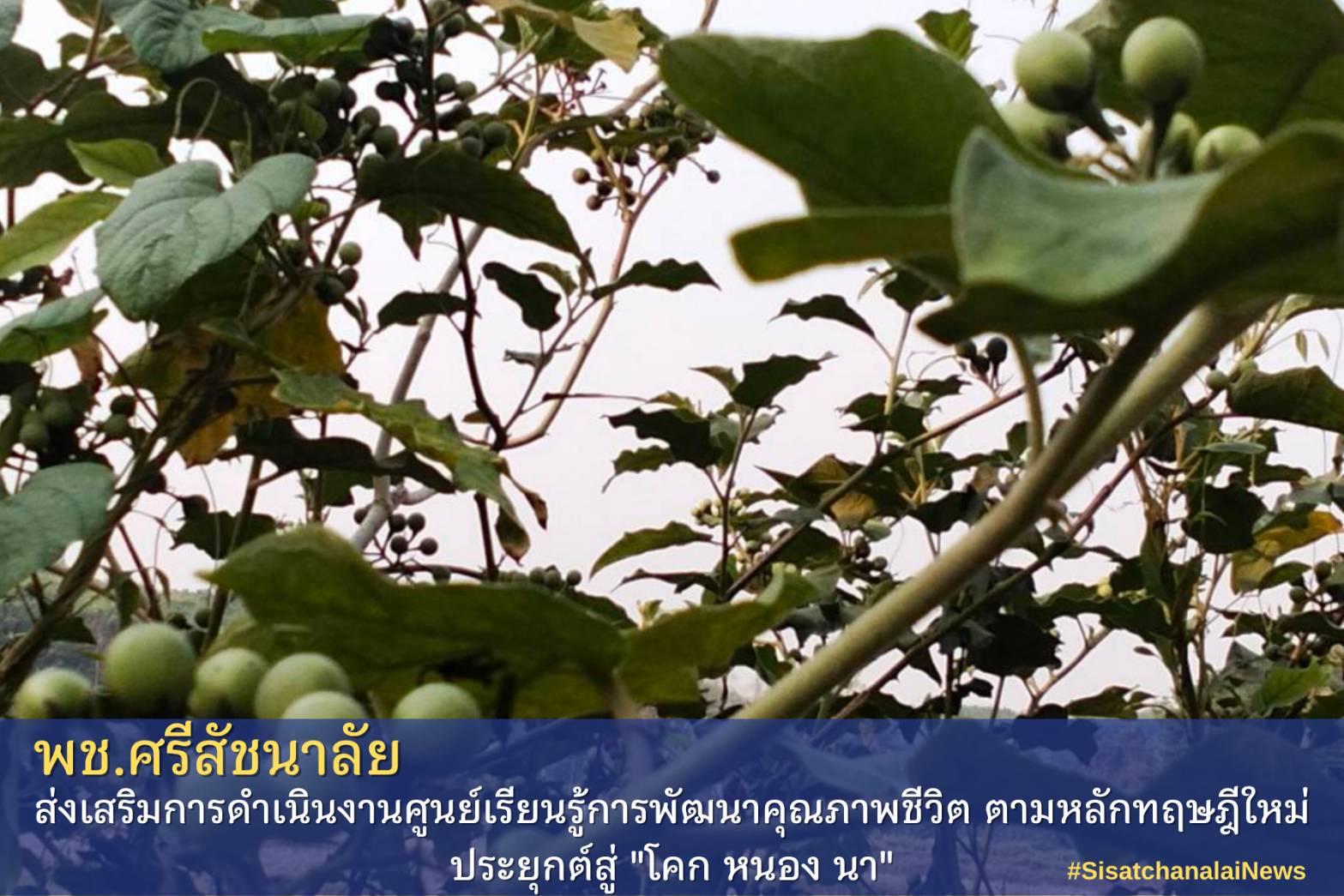 โครงการพัฒนาพื้นที่ต้นแบบการพัฒนาคุณภาพชีวิตตามหลักทฤษฎีใหม่ประยุกต์สู่โคก หนอง นา โมเดล แปลงนายประกิจ  ยุรยาตร  ม.16 ต.แม่สิน