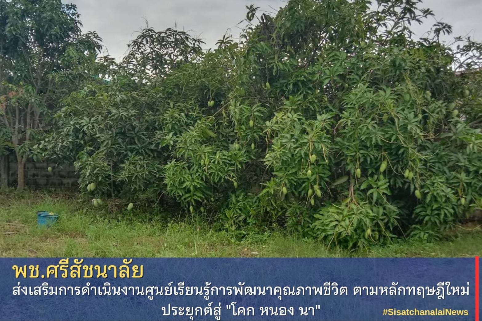 โครงการพัฒนาพื้นที่ต้นแบบการพัฒนาคุณภาพชีวิตตามหลักทฤษฎีใหม่ประยุกต์สู่โคก หนอง นา โมเดล แปลง นางน้ำค้าง ขนาดนิด ม.10 ต.ท่าชัย