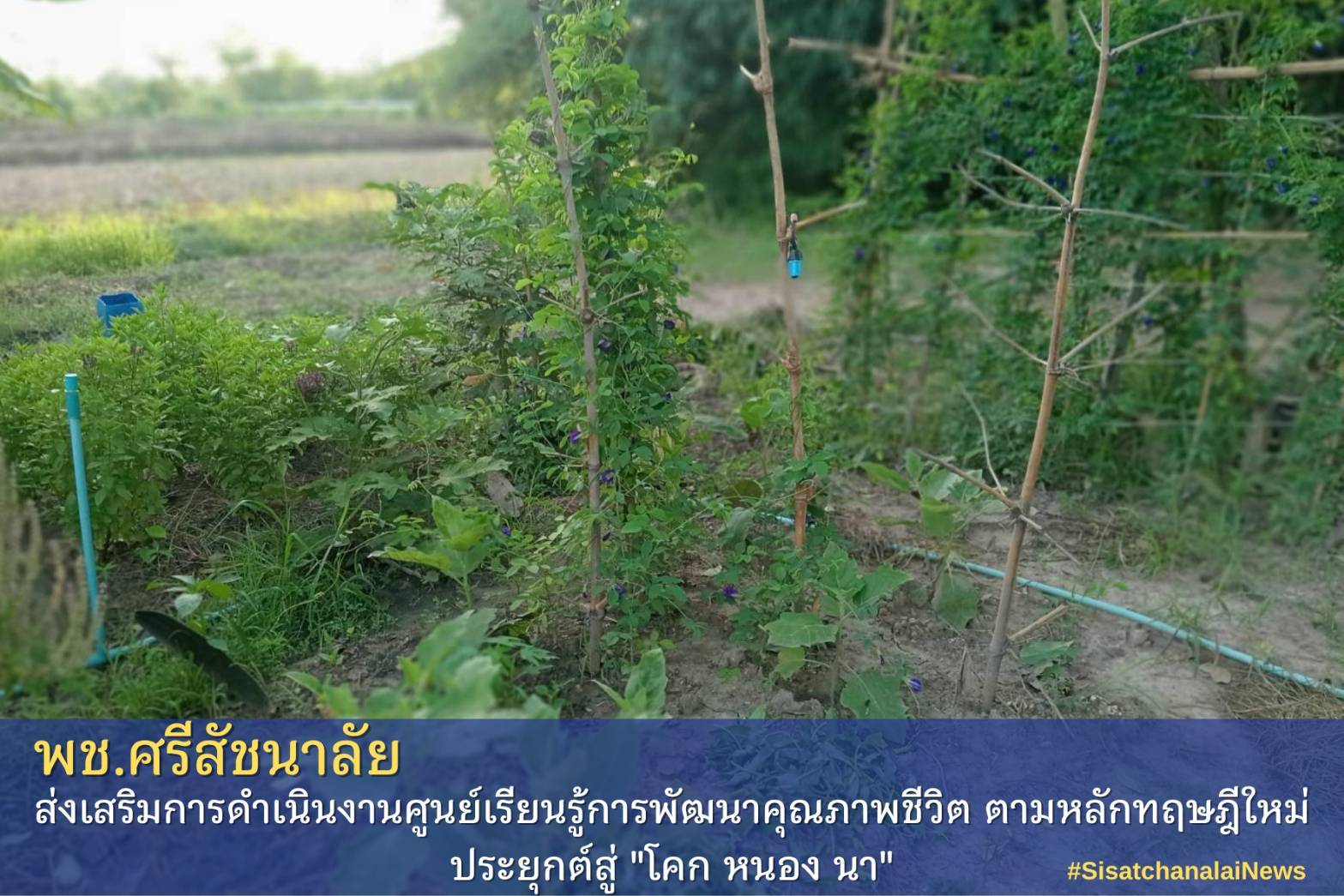 โครงการพัฒนาพื้นที่ต้นแบบการพัฒนาคุณภาพชีวิตตามหลักทฤษฎีใหม่ประยุกต์สู่โคก หนอง นา โมเดล แปลงนางสุภาภรณ์ ขำคง ม.4 ต.ดงคู่